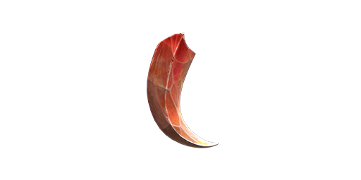 Charm | Claw